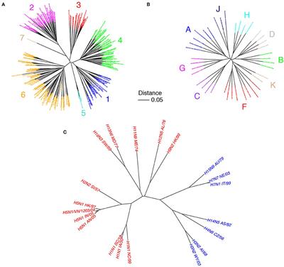 Designing a B Cell-Based Vaccine against a Highly Variable Hepatitis C Virus